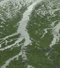 researching_effects_algal_blooms