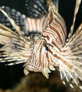 The highly predatory lionfish is among the species that could enter California waters through the aquarium trade. (Credit: Magnus Manske, via Wikimedia Commons)