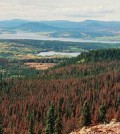 A pine forest showing damage from a pine beetle invasion (Credit: Themightyquill, via Wikimedia Commons)