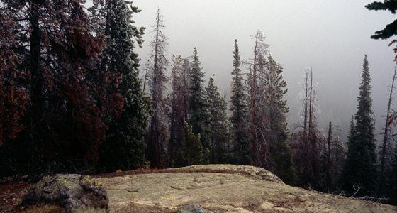 Beetle-killed lodgepole pines from Wild Basin in Rocky Mountain National Park (Credit: James H. McCutchan, Jr)