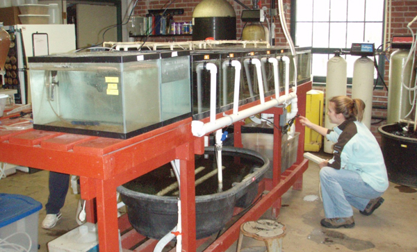 Thomas More College Biology Field Station aquaculture lab maintains fathead minnows for study