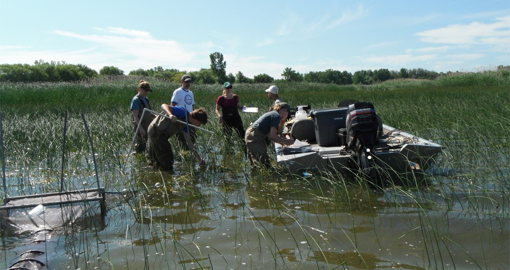 A crew collects data in a Great Lakes coastal wetland