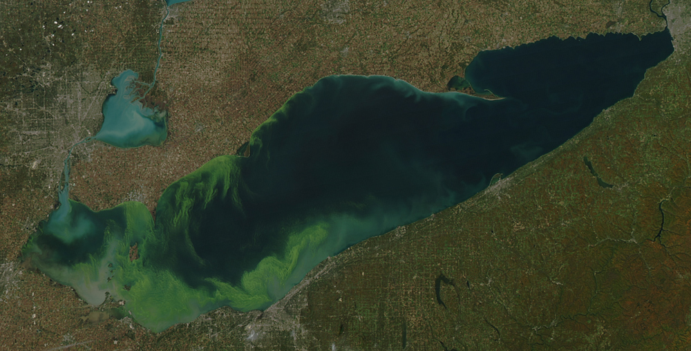 The 2011 Lake Erie algal bloom covered much of the lake's western basin (Credit: NASA)