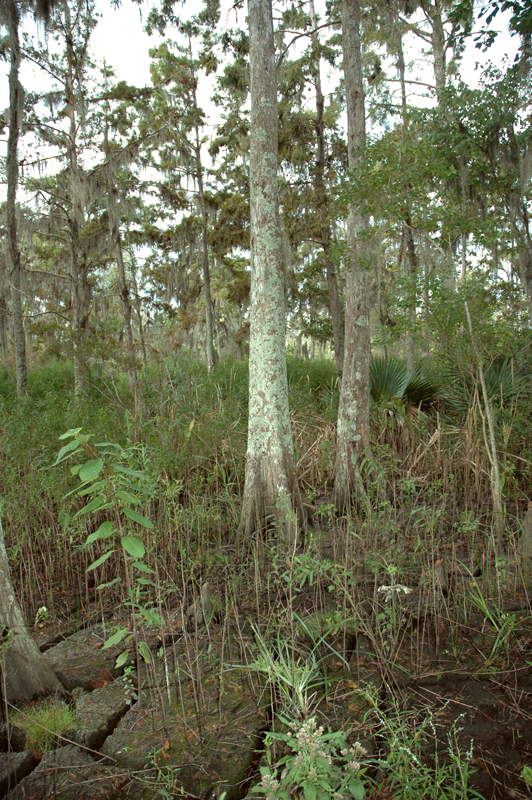 A cypress swamp after an application of sediment (Credit: Beth Middleton)