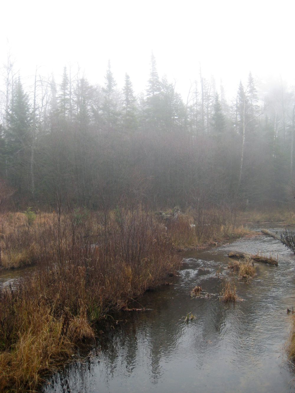 Pendill's Creek in Michigan, a tributary to Lake Superior, receives annual runs of introduced Pacific salmon. (Credit: Peter Levi)