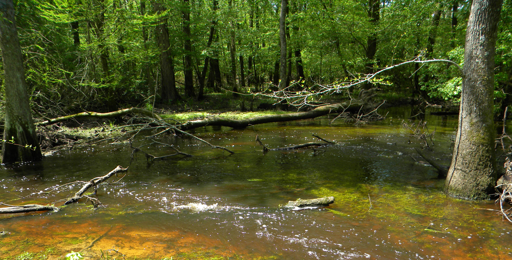 Sandy Run in North Carolina, one of the seven study streams, is a watershed where water and nitrate flow from fields to streams primarily through quick flow paths such as overland flow and tile drains (Credit: USGS)