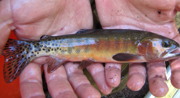 Rio Grande cutthroat trout (Credit: Matthew Zeigler)