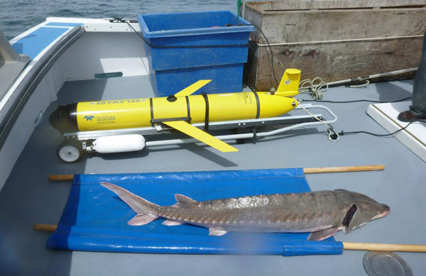 The project's glider, nicknamed OTIS, detects tagged sturgeon and collects water quality data