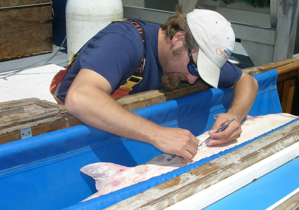 Atlantic sturgeon are surgically implanted with acoustic transmitters