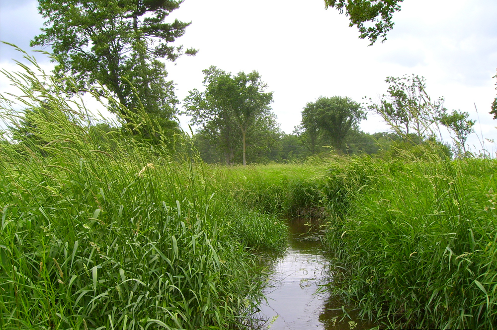 The study found stream temperatures were likely to increase along grass-lined segments (Credit: Ben Cross)
