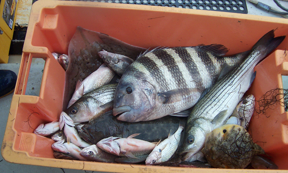 An example of the fish caught during a ChesMAPP trawl. Species here include a large sheepshead, striped bass, summer flounder, Atlantic croaker, northern puffer, clearnose skate and a kingfish. (Credit: ChesMAPP)