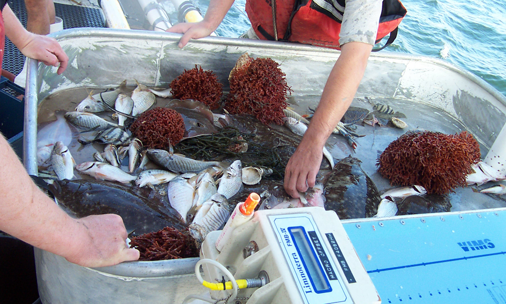 ChesMMAP staff sort and measure their catch before returning the fishes to the water. (Credit: ChesMMAP)