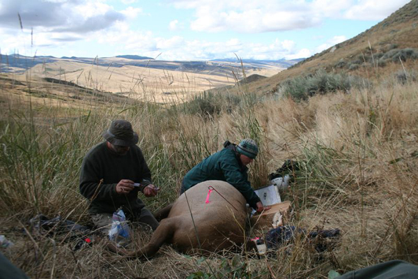 The researchers recaptured collard elk, analyzing nutrition and checking for pregnancy (Credit: Arthur Middleton)