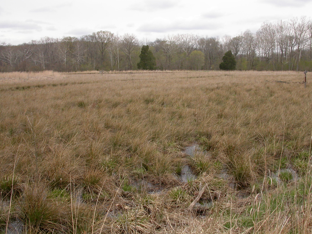 This wetland mitigation project wasn't designed with connectivity but a stream broke through a berm and forced a connection (Credit: USGS)