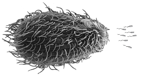 The protist Tetrahymena, shown in this photo illustration, is a predator of E. Coli bacteria. The Shiga toxin may provide some strains with extra defense. (Credit: University of Buffalo)