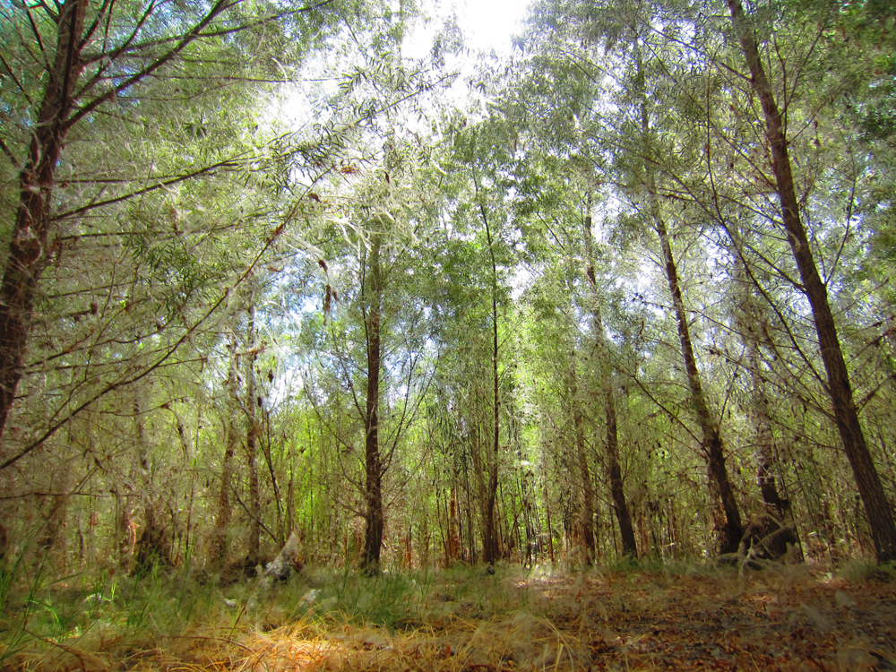 Goodding's willow vegetation at the Palo Verde Ecological Reserve (Credit:  Lindsey Hovland)