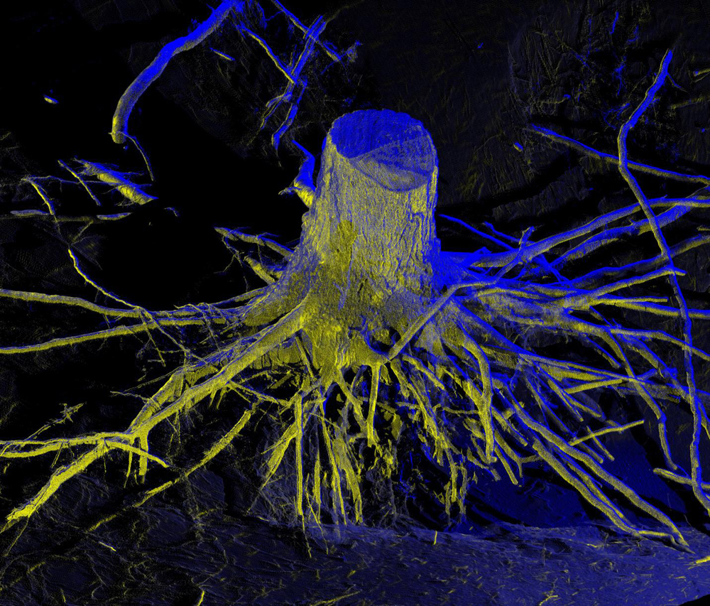 A LiDAR image of the root structure of a neighboring, similarly-sized white fir to Critical Zone Tree 1 (Credit: Southern Sierra Critical Zone Observatory/UC Davis)
