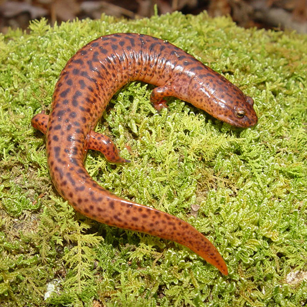 Grant's data suggest a stream water temperature increase,  would lower the probability of occupancy by both red salamanders, pictured here, and dusky salamanders. (Credit: Brad Glorioso/USGS)