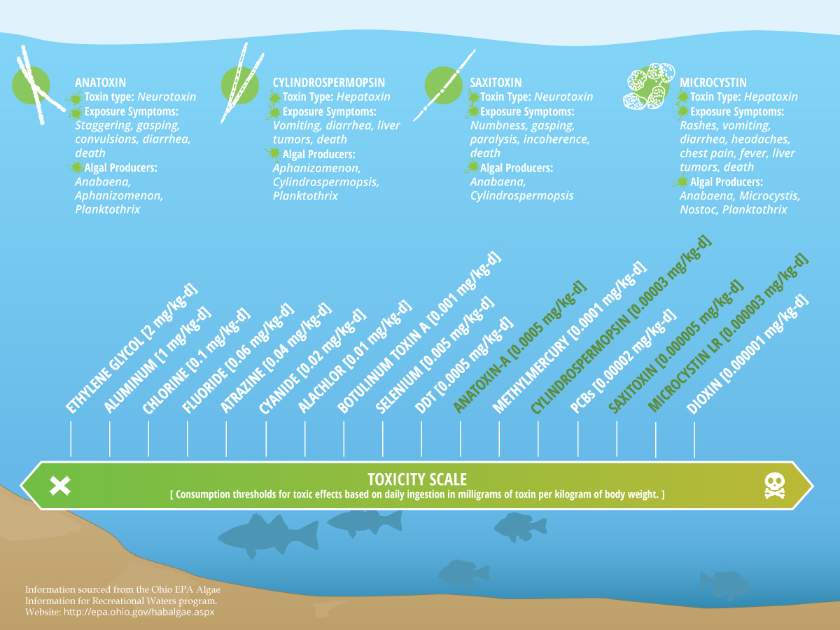 Toxicity of algal toxins compared with other substances. Click to expand. (Credit: Nate Christopher)
