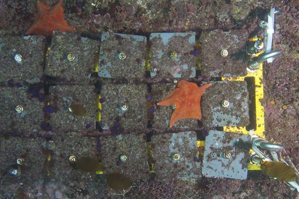 The researchers “farmed” seaweeds and invertebrates on undersea tiles. (Credit: Scripps Institution of Oceanography)
