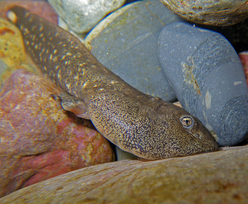 A 3-year-old Rocky Mountain tailed frog tadpole latched onto a rock (Credit: Joe Giersch/USGS)