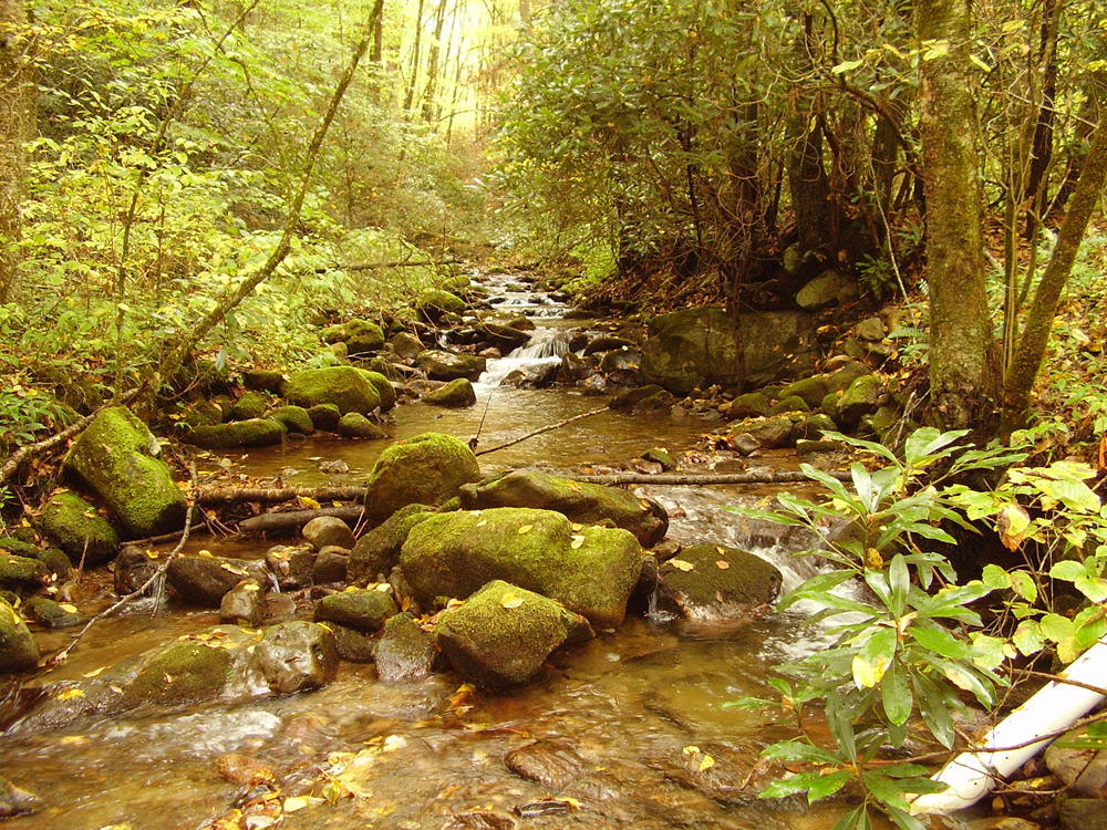 A stream in the Allens Creek system. The PVC pipe on the right houses YSI sensors.