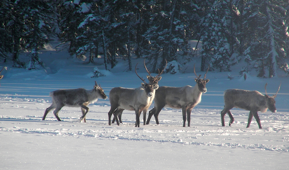 Satellite data help scientists study the effects of climate change on the snowpack along the caribou migratory routes. (Credit: peupleloup, via Flickr)