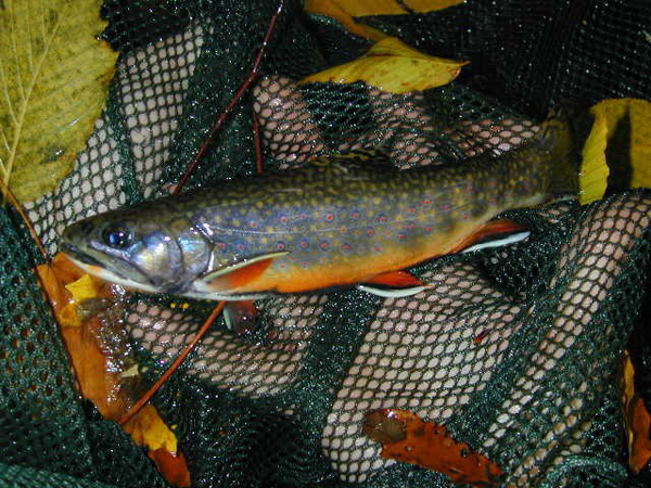 Ohio brook trout are genetically distinct from other Eastern brook trout (Credit: Cleveland Metorparks)
