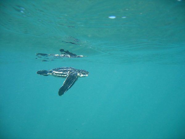 Leatherback hatchling swimming (Credit: Samuel Friederichs)