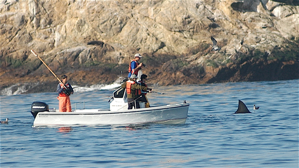A crew tagging white sharks (Credit: Global Tagging of Pelagic Predators)