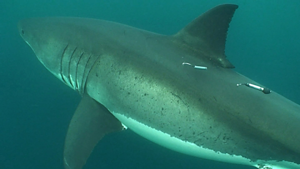 A white shark carrying two tracking tags (Credit:  Global Tagging of Pelagic Predators)