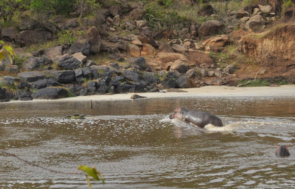 A hippo gives chase (Credit: Paul Scerri)