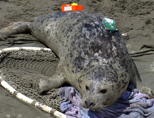 Harbor seal with attached GPS-phone tag (green and white) and CTD tag (orange). This activity was conducted under NMFS Permit No. 13430-01.  (Credit:  Oregon Department of Fisheries and Wildlife).