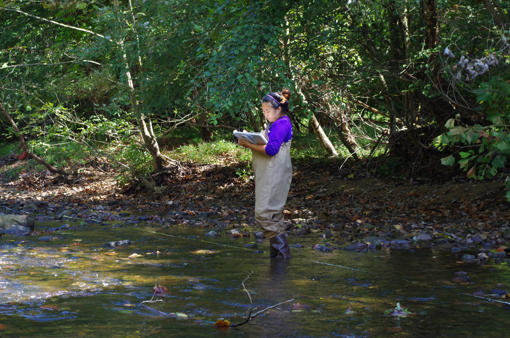Academy research technician Amanda Chan documents the vegetation and physical characteristics of the stream and bank for the Delaware Watershed Conservation Program, sponsored by the William Penn Foundation. (Credit: ANSP)