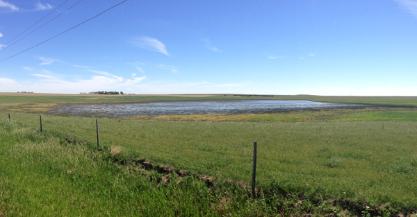 A playa wetland in an unaltered native short-grass prairie (Credit: Dale Daniel)