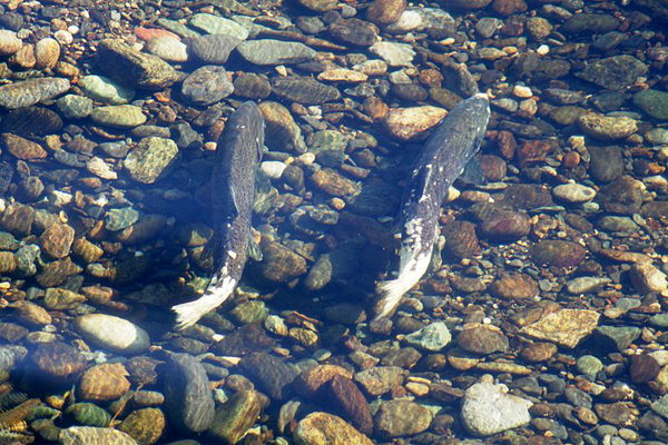 Chinook salmon were one of the two fish species considered in the study (Credit: Dan Cook/USFWS, via Wikimedia Commons)