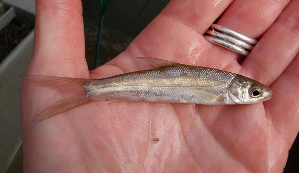 Splittail, a minnow in decline in  the delta, were also part of the study (Credit: USFWS, via Wikimedia Commons)