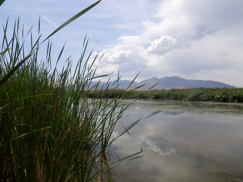 A Great Salt Lake wetland (Credit: Rebekah Downard)
