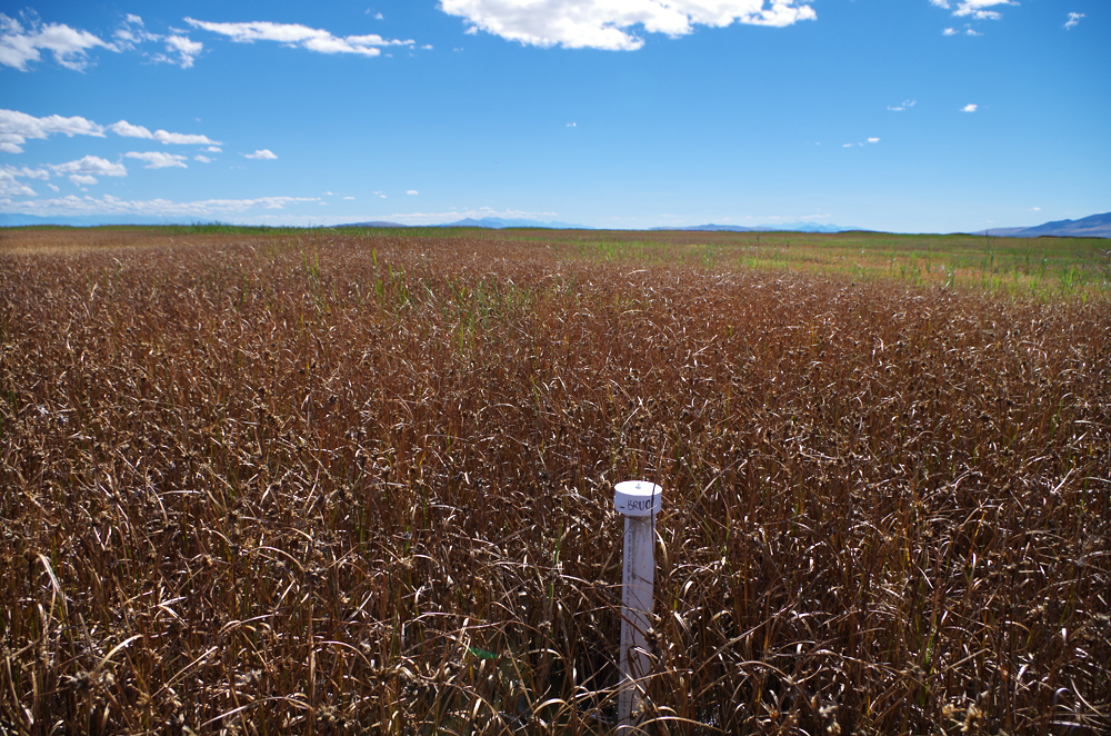 A monitoring well stands out in a Great Salt Lake Wetland (Credit: Rebekah Downard)
