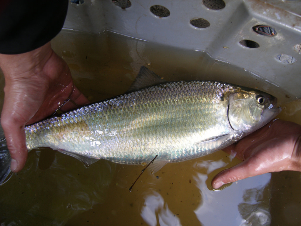 Female American shad captured at a fish weir on the Little River, North Carolina (Credit: Joshua Raabe, via Flickr)