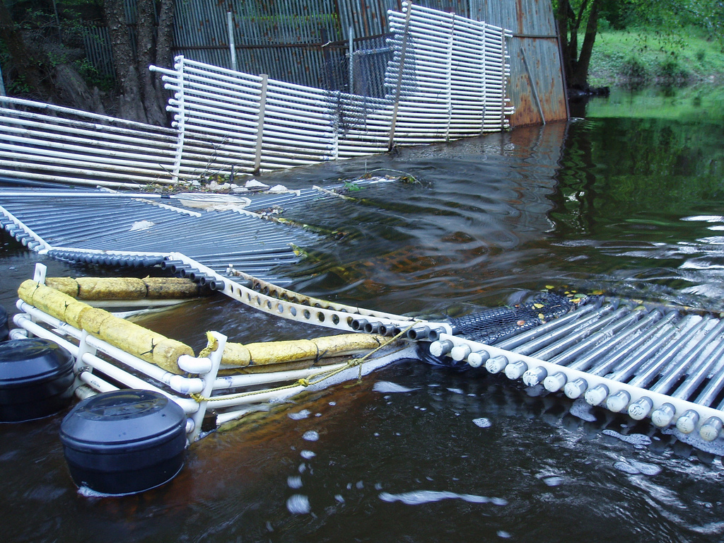 The researchers built a weir that funnels fish into a cage. (Credit: Joshua Raabe, via Flickr)