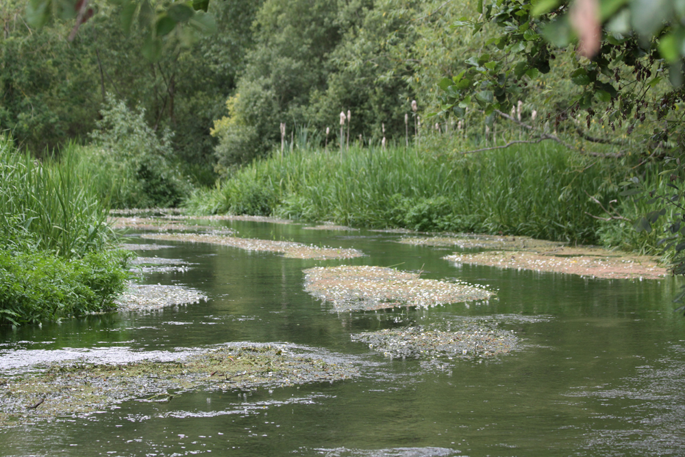River Lambourn in July 2011 (Credit: Felicity Shelley)