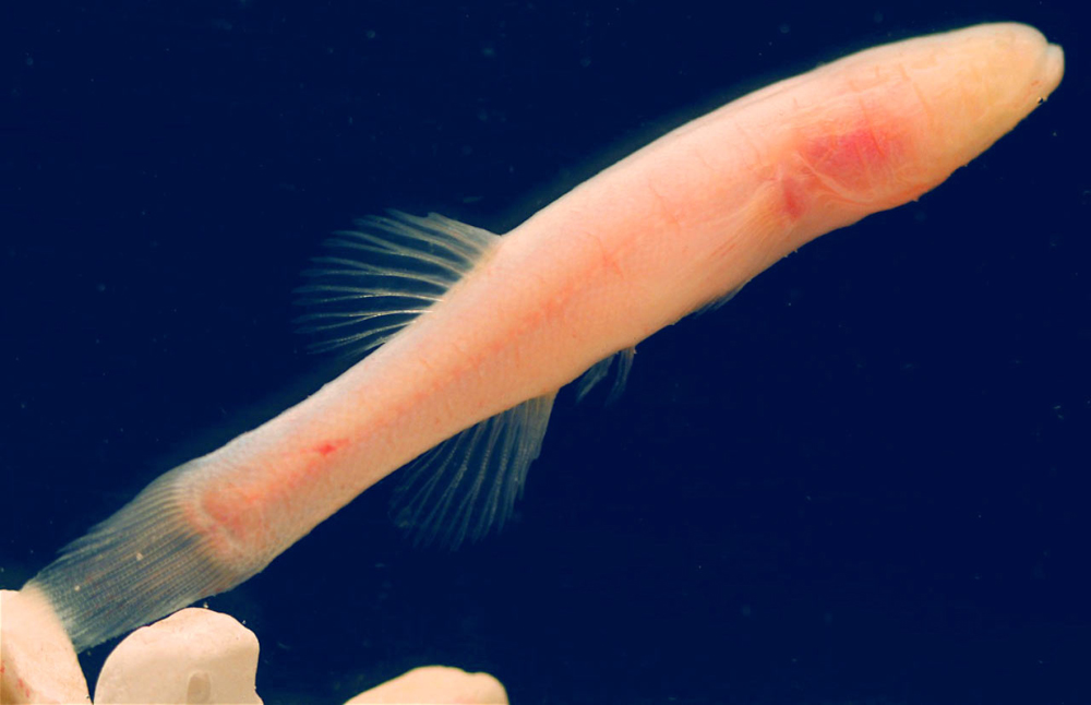 The newly described Hoosier cavefish (Credit: Matthew Niemiller)