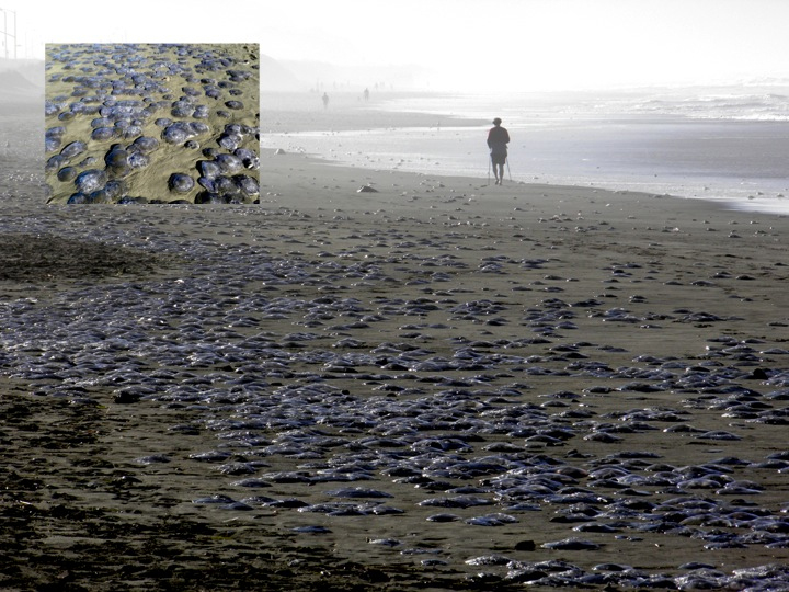 Moon jellyfish (Aurelia) beach stranding at San Francisco in November 2010 (Credit: Ocean Beach Bulletin)