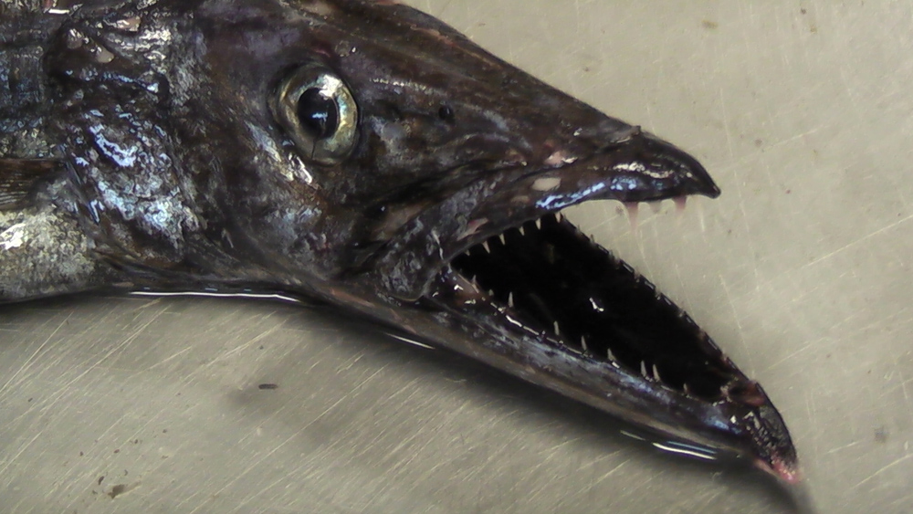 The black scabbardfish was among the species sampled by the study (Credit: Clive Trueman)