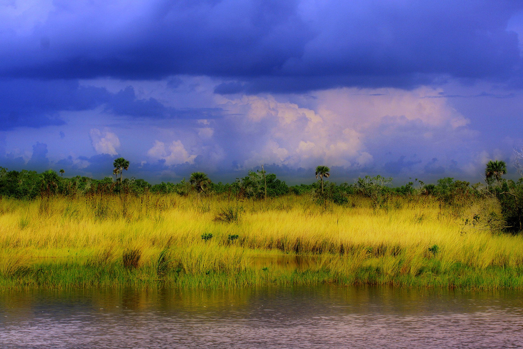An Everglades marsh (Credit: Craig ONeal, via Flickr)