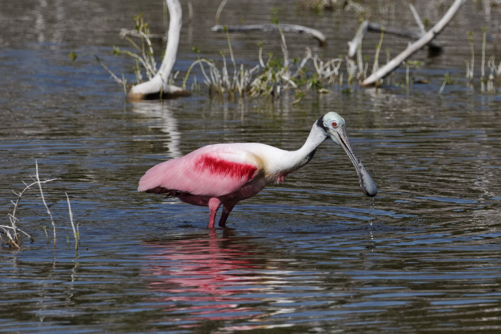 Nesting for the roseate spoonbill — in iconic Everglades species — has recently improved, according to the report (Credit: Kimon Berlin, via Flickr)