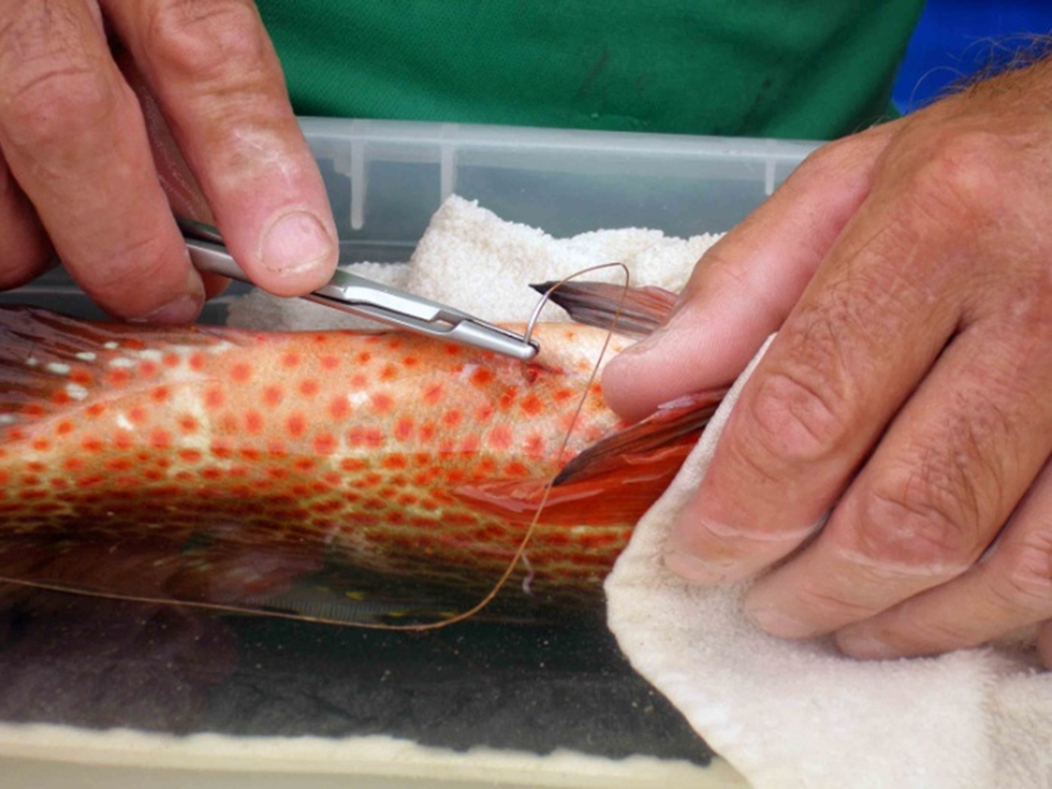 Surgically implanting an acoustic tag in a fish (Credit: NOAA)