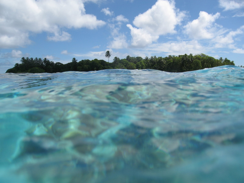 A Palmyra Atoll islet from the shallow, warm waters that surround it (Credit: William Anderegg)