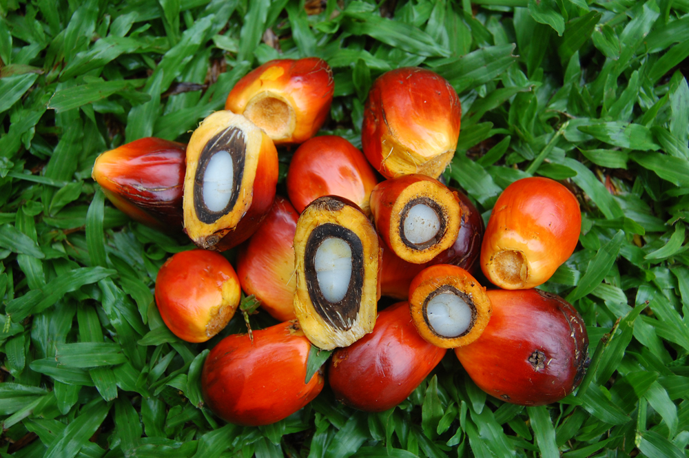 Oil palm fruits (Credit: Yadi Purwanto)